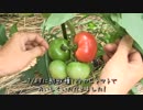 【百姓はじめました】夏野菜の定植＆緑ナス・トマトの成長【その13】