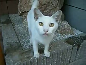 般若みたいな顔の白いのらねこムービー