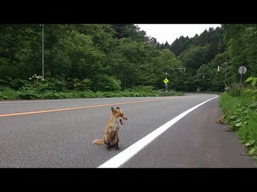 路上キタキツネ