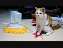 【マンチカン３兄妹】猫VSモップ