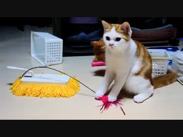 【マンチカン３兄妹】猫VSモップ