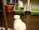 トイレを監視する猫