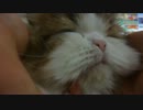 アンバー通信Vol.0076　ねこをなでなでしたくなる動画