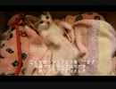 【ゴマ】保護から１週間・・その後