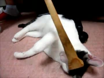 猫と孫の手