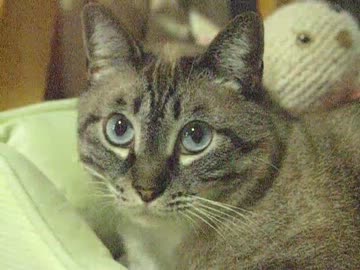 ジャンくん、ビューティーサロンへようこそ！　ナデナデを待つように