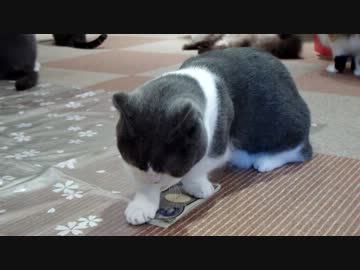 本日の売上を確認します。