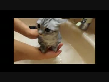 【ねこさんと暮らす】初めてのシャンプーだぉ