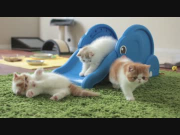 ゾウさんすべり台で遊ぶ子猫達