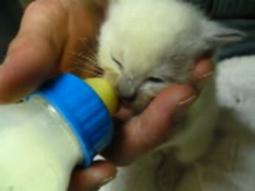 仔ぬこ♪　(Φ∀Φ)　4 years ago♪