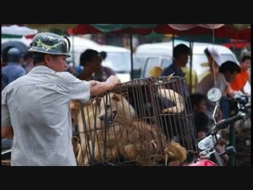 【韓国の犬食哲学】「韓国で犬肉を食べるのは“おじさん”たちです。」