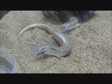 オオアシカラカネトカゲ達の食事風景