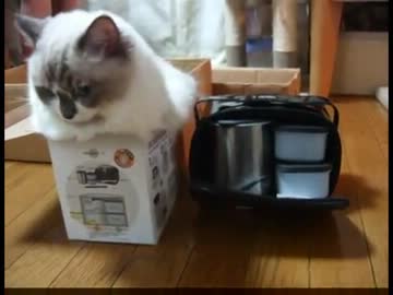 【レオ★ララ】 弁当箱猫　