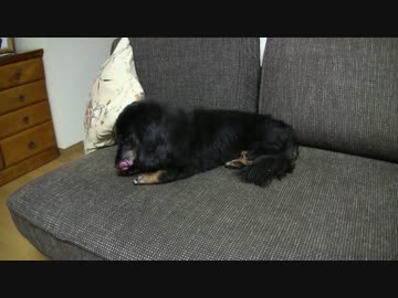 愛犬の寝床作りがかわいすぎる