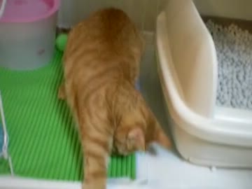 拾いねこ＠生後413目/380日目　アコの右ストレート