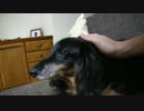 なでてもらいたくて仕方がないわんこ