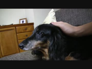 なでてもらいたくて仕方がないわんこ