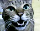 おっさん猫⑬　さばいち主張、ぺろ
