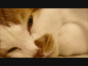 ツンギレのうちの猫がオカンの尻の下で寝てる件