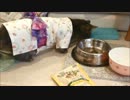 ツンギレのうちの猫の浴衣姿が艶やか
