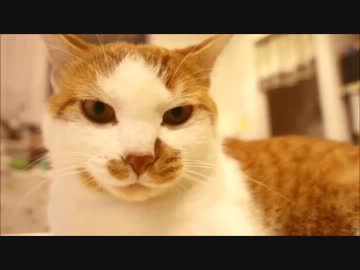 ツンギレのうちの猫が巨大きな粉餅ごっこやってる