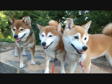 柴犬ひかいちめろ　あくび