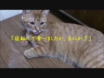 【にゃーち】行儀の悪い猫【猫分け】