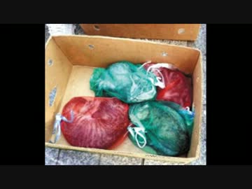 韓国でネコをタマネギネット販売「ネコは食材か！」外国人女性が通報