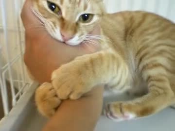 拾いねこ＠生後414目/381日目　はむはむしてもらってたら想定外に痛かった