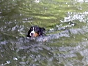 バーニーズ水遊び