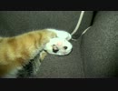 おはようラムにゃんお昼寝中