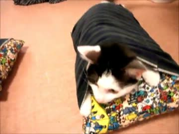 海苔巻きになる猫