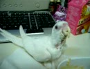 オカメの挿し餌_その2