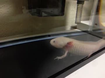 【動画】ウーパールーパー【水餃子】