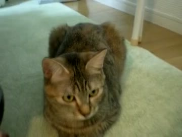 拾いねこ＠生後415目/382日目　部屋に入れてないはずなのに毛がつく