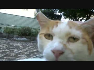 ハイテンションな猫の公園