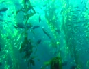 DSCN1295.mp4
