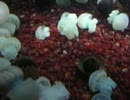 DSCN1325.mp4