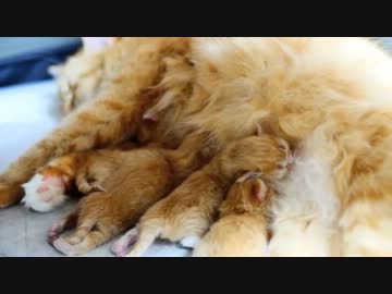 【マンチカン４兄妹】生後半日の子猫たち