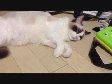 我が家に新しく猫がやってきたので(*´ω｀*)