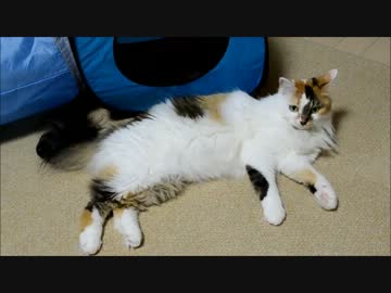 しつこく名前を呼んだら猫に怒られた