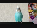 ボソボソおしゃべり中〜 のセキセイインコ。