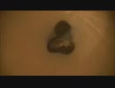 スチールウールをトイレに流してみた