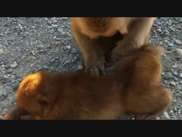 お猿の親子に癒される