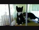 昔の映像　生後6週間-13　ああ子猫かわええ（普通か）