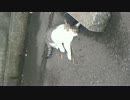 雨上がりの野良猫
