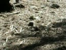 bDSCN1143.mp4