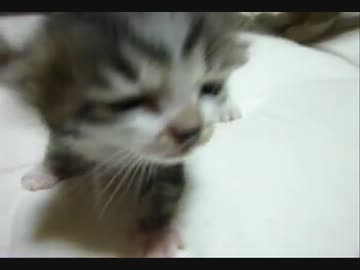 【ぬこ】赤ちゃん保護！脱走してしまった（´・ω・｀）