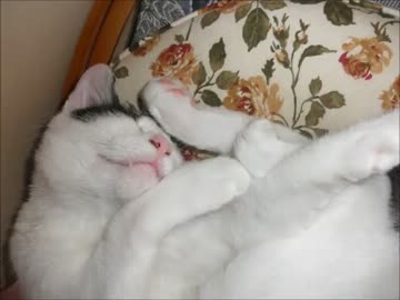 猫の寝相コレクション2