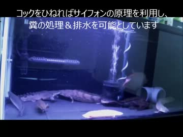 人気の ポリプテルス 動画 112本 ニコニコ動画